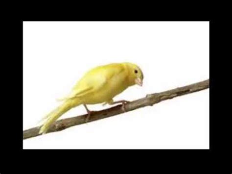 The Best Canary Training Song Minutes Bird Song Canary Singing