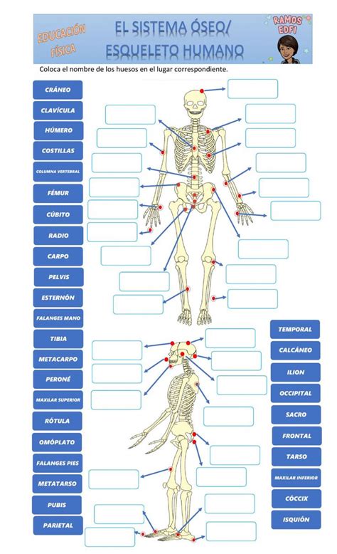 Actividad Online De Esqueleto Para 9 12 Puedes Hacer Los Ejercicios