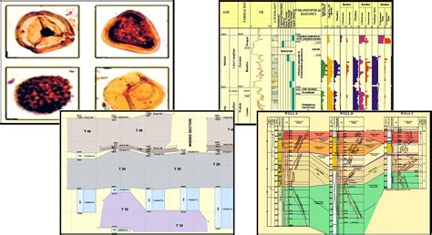 Biostratigraphy – erexegypt