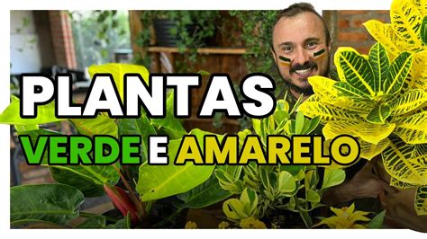 6 PLANTAS Verde E Amarelo Para CULTIVAR Em Casa Ou Jardim YouTube