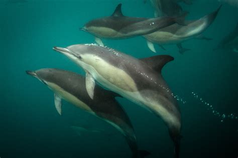 common dolphin underwater pod ireland | George Karbus Photography