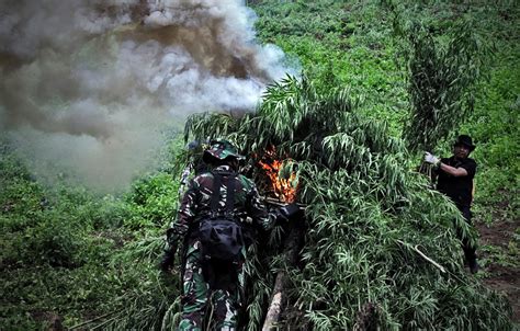 Polisi Musnahkan Tiga Hektare Ladang Ganja Di Aceh Besar