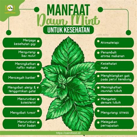 17 Manfaat Daun Mint Untuk Kesehatan Cairo Food