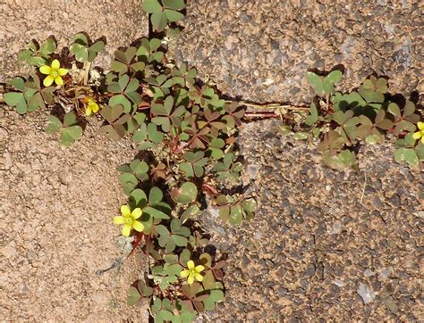 Woodsorrel Control