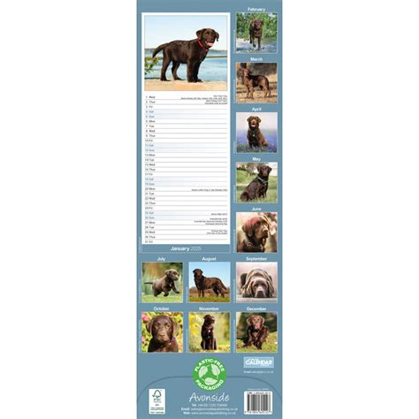 Labrador Retriever Bruin Kalender Slimline Kopen Bestel