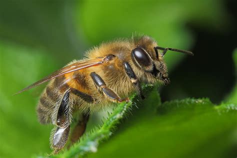 Honey Bee – wildlifemacro