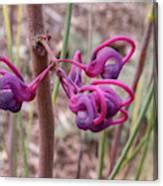 Grevillea Coconut Ice Pink Flower Photograph By Christy Garavetto