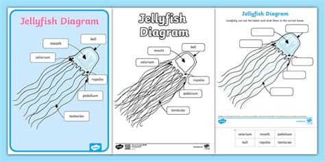 Jellyfish Diagram Pack Profesor Hizo Twinkl