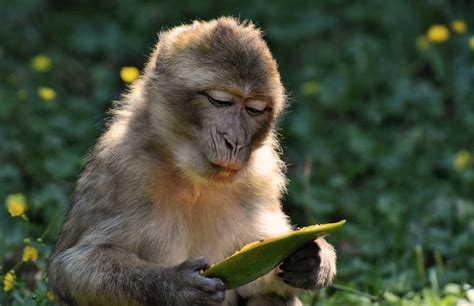 Barbary Macaque Threatend Species Free Photo On Pixabay Pixabay