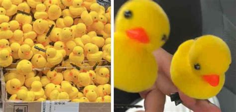 Los Patitos Amarillos En La Cabeza Conoce Su Origen Y Significado De