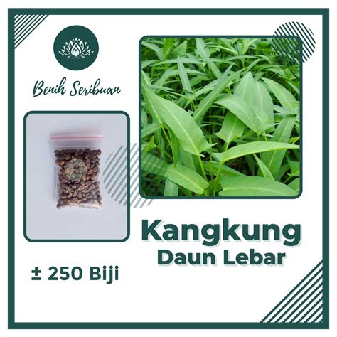 Jual Biji Benih Kangkung Daun Lebar Bibit Sayuran Hidroponik Hijau