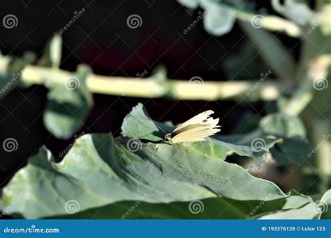 Borboleta Branca Repolho Em Abobrinha Leafpieris Brassicae Foto De