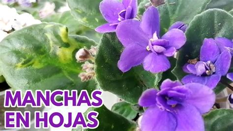 Violetas Africanas Manchas En Las Hojas VIOLETAS AFRICANAS Chuyito