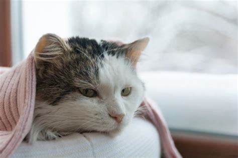 Gato Gripado Rem Dios Caseiros E Como Cuidar