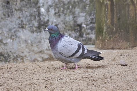 Rock Pigeon (Columba livia)