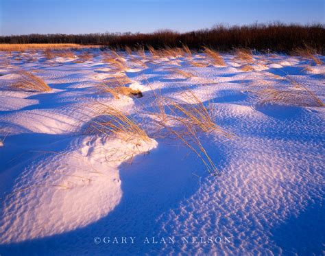 Textured Snow And Prairie Grasses Rice Lake National Wildlife Refuge Minnesota Gary Alan