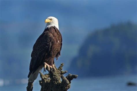 Eagle Feet: All You Need To Know (Complete Guide) - Bird Nature