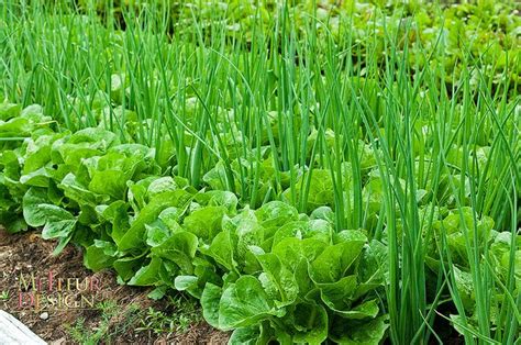 Companion Planting Is The Secret The Lettuce And The Onions Complement