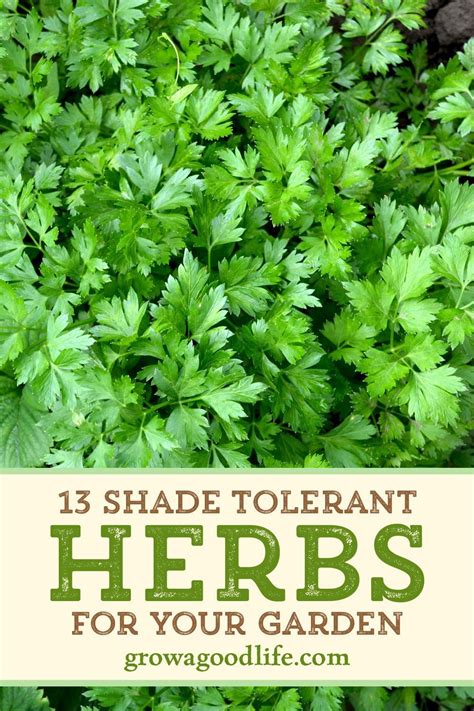 13 Culinary Herbs That Grow In Partial Shade In 2021 Planting Herbs