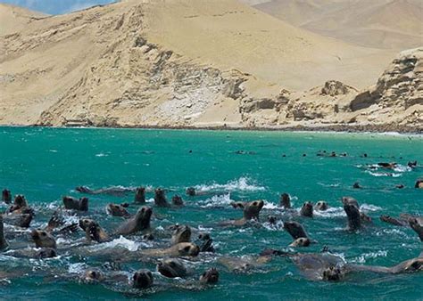 Tours A Paracas Nazca