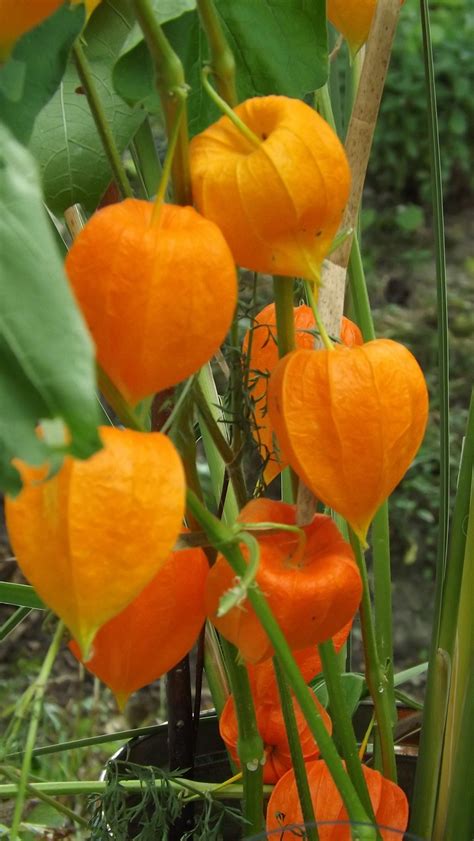 Asian Dew Flower Invasive Telegraph