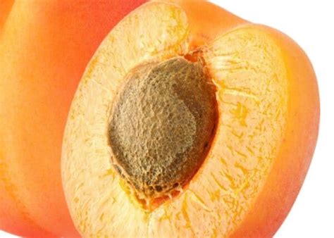 How To Grow Apricot From Seed Discover The Joy Of Nurturing Stone