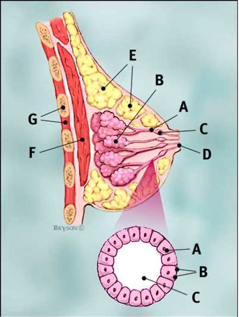 Breast Anatomy Diagram Quizlet