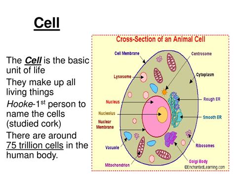 What Is The Basic Unit Of Life Wikikum