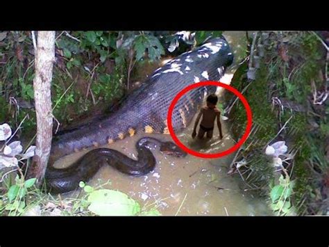 5 SCARIEST Animals Found in Africa | Paranormal | Before It's News