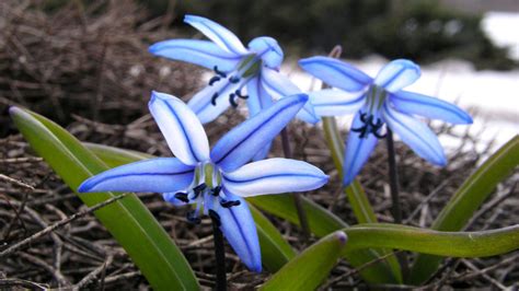 The Scilla Flower- Charismatic Planet