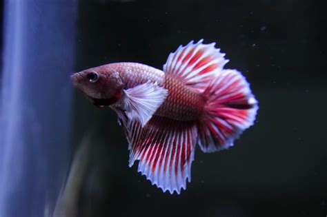 Betta Fish Fighting - Everything You Want To Know!