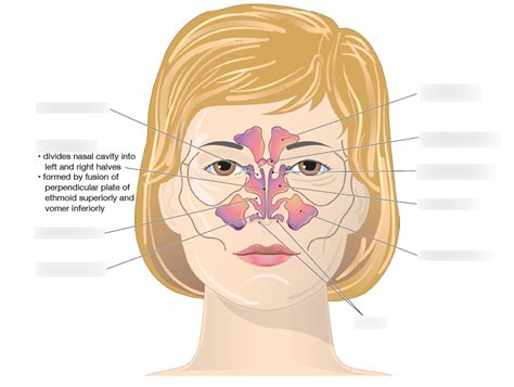 The Paranasal Sinuses Frontal View Diagram Quizlet