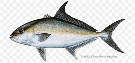 Almaco Jack Yellowtail Amberjack Bar Jack Greater Amberjack PNG