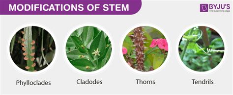 Stem Modifications - Underground stem, Aerial stem, Sub-Aerial stem