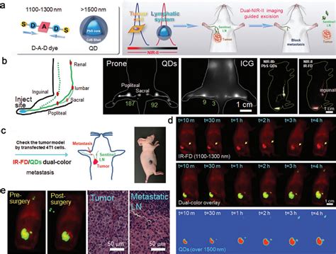 A General Structure Of Dual Nir Ii Probes And Nir Ii Imaging Guided