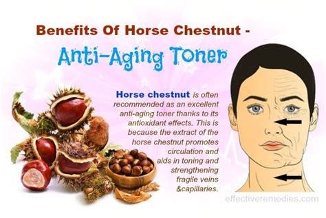 Top 10 Health Benefits Of Horse Chestnut: Its Uses & Side Effects