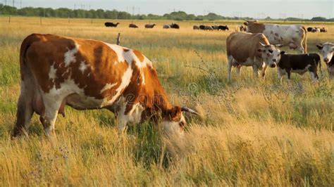 Cows in the Pasture.Cows and Sheep Graze on the Field. Herd of Cows at ...