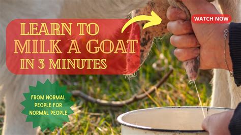 How To Milk Dairy Goats 101 Youtube