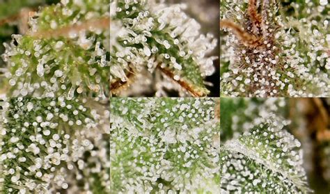 Best Marijuana and Cannabis Microscope for Trichomes Reviews