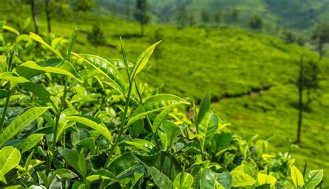 5 Most Famous Tea Estates In India