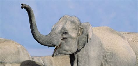 La Trompe De L L Phant Un V Ritable Outil Souffleur Pour Rapprocher