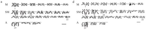 Scielo Brasil Karyotype And Genome Size Of Iberochondrostoma