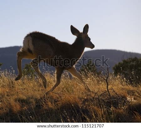 Away Deer Running At Stock Photos, Away Deer Running At Stock ...