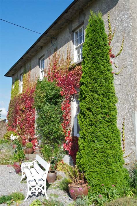 Туя западная ‘Смарагд’