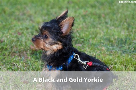 Yorkie Colors - Yorkshire Terrier Coat Colors [Photo Guide And Infographic] - OodleLife®