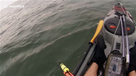 Florida Kayaker Battles 6 Foot Hammerhead Shark Caught On Hook Video