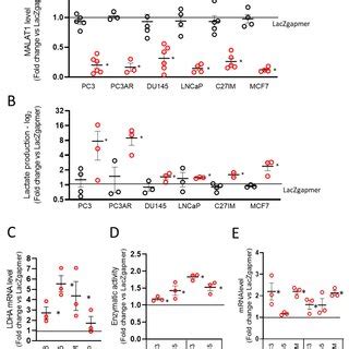 Effects Of Metastasis Associated Lung Adenocarcinoma Transcript 1