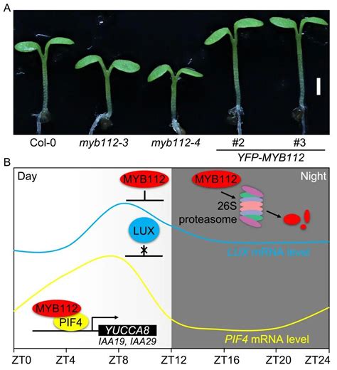 Plant Cell 邓兴旺团队揭示转录因子myb112连通光和生物钟信号调控幼苗光形态建成的分子机制 知乎