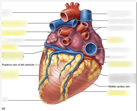 Posterior Anatomy Of Heart Diagram Quizlet