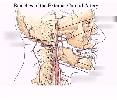 Blood Supply To The Face External Carotid Artery Diagram Quizlet